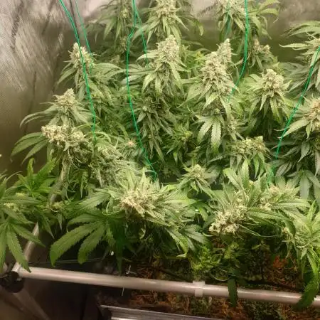 PURE KUSH mainlining