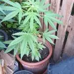 Outdoor F1 Milky-way Auto