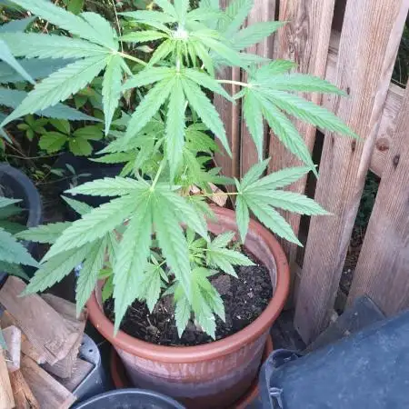 Outdoor F1 Milky-way Auto
