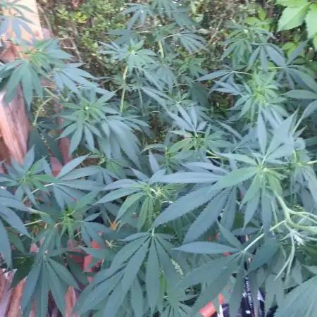 90 l outdoor living soil