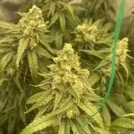 PURE KUSH mainlining