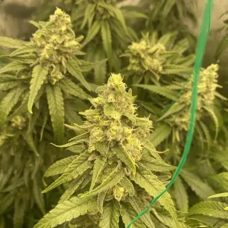 PURE KUSH mainlining