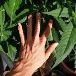 White rhino outdoor in living soil