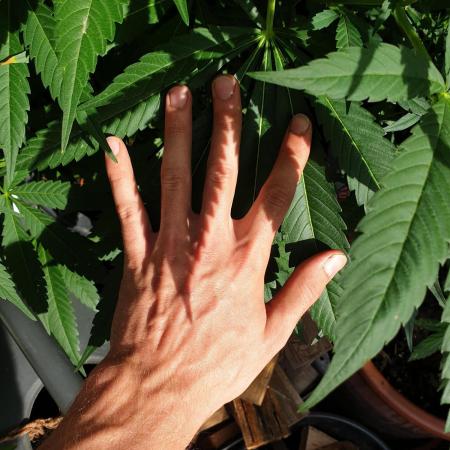 White rhino outdoor in living soil