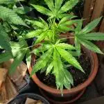 Outdoor F1 Milky-way Auto