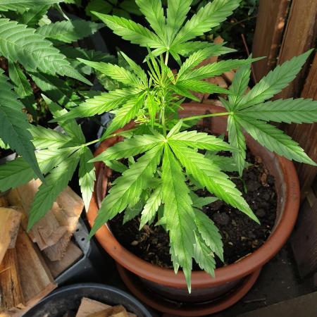 Outdoor F1 Milky-way Auto