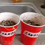 Candy balcony grow