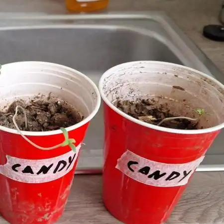 Candy balcony grow