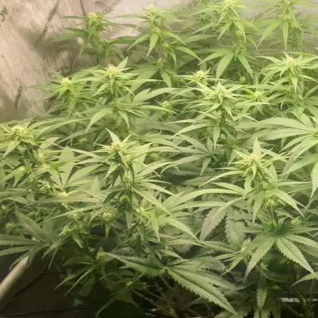 PURE KUSH mainlining