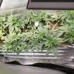 Chocolate Haze x Royal Skywalker