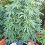 White rhino outdoor in living soil