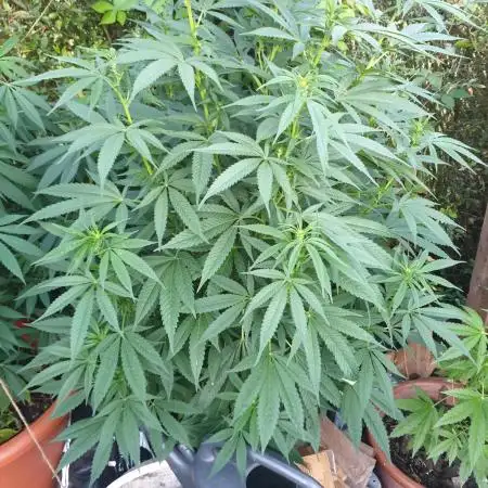 White rhino outdoor in living soil