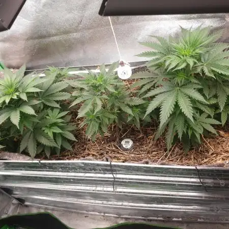 Chocolate Haze x Royal Skywalker