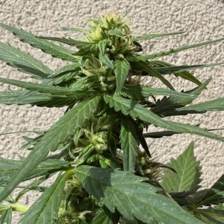 Strains 2026