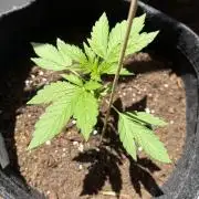 Strains 2026