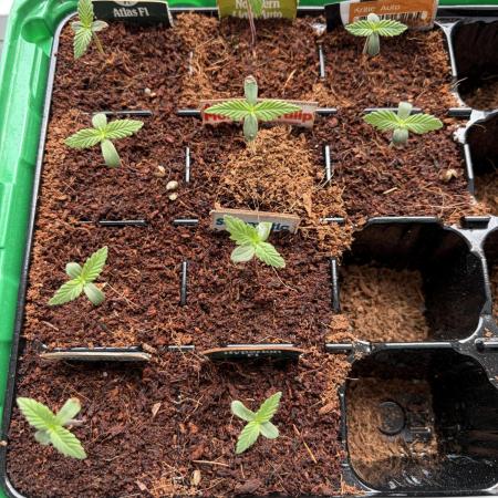 Strains 2026