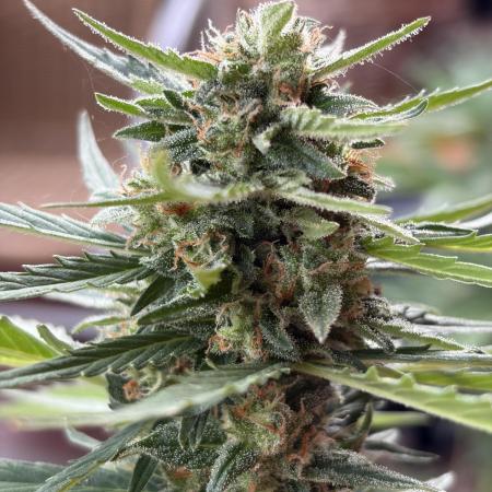 Strains 2026