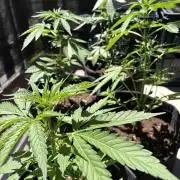 Strains 2026