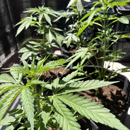 Strains 2026