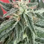 Strains 2026