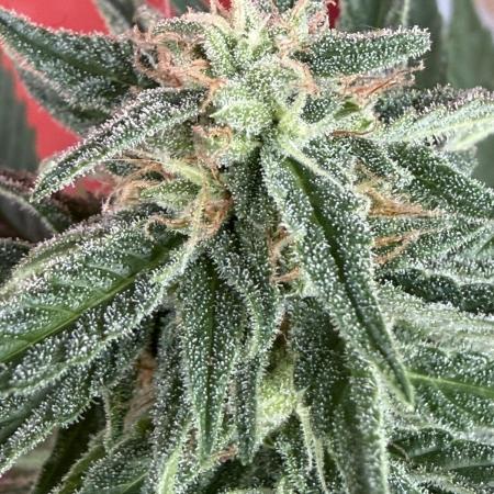 Strains 2026