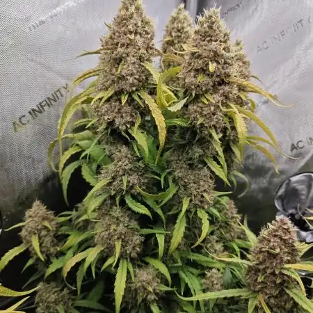 Sweet Seed's Fruity & Delicious Mix