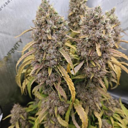 Sweet Seed's Fruity & Delicious Mix