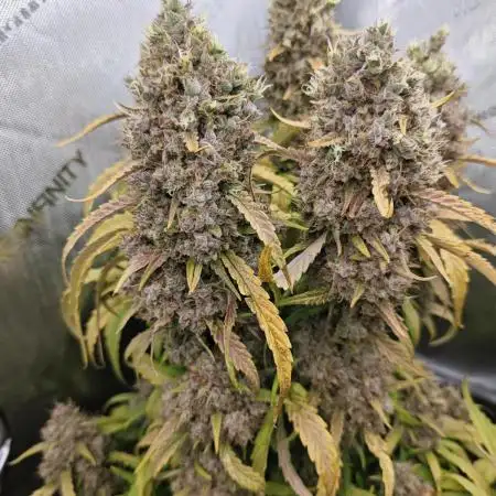 Sweet Seed's Fruity & Delicious Mix