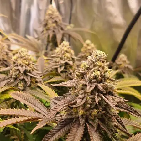 La Bomba Compound gen./Paradise Seeds
