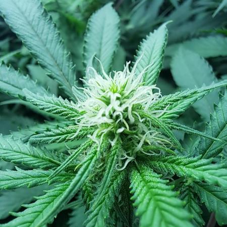 Sleepy Joe - Anesia Seeds