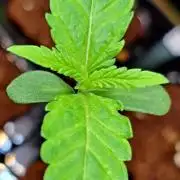Green Poison - Sweet but Toxic