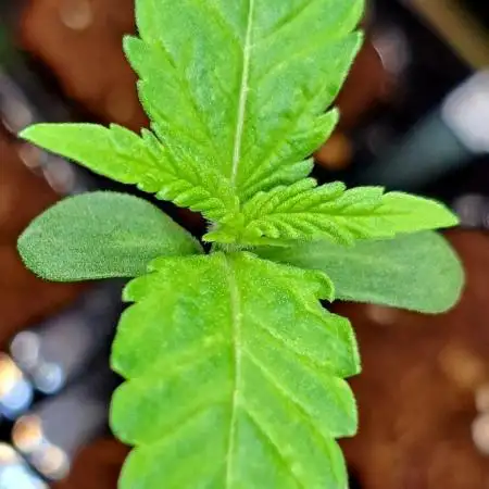 Green Poison - Sweet but Toxic