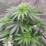 Sleepy Joe - Anesia Seeds