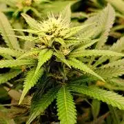 Papaya Zoap by Sweet Seeds