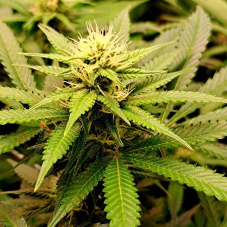 Papaya Zoap by Sweet Seeds