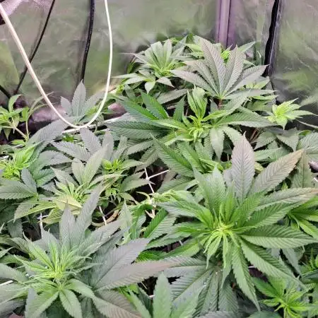 Frozen cherry runtz - Growers Choice