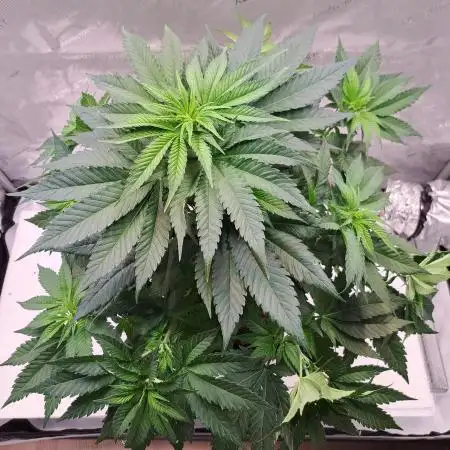Sweet Cherry Pie by sweet seeds