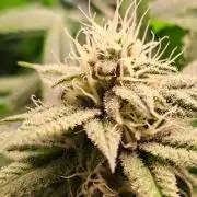 Big Bazooka - Anesia Seeds