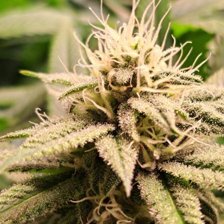 Big Bazooka - Anesia Seeds