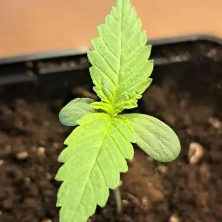 Sweet Cherry Pie by sweet seeds