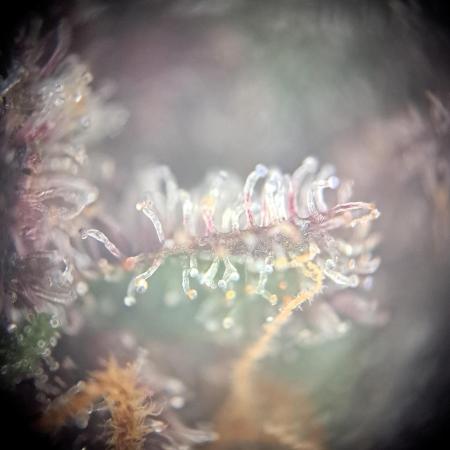 Red Hot Cookies by sweet seeds