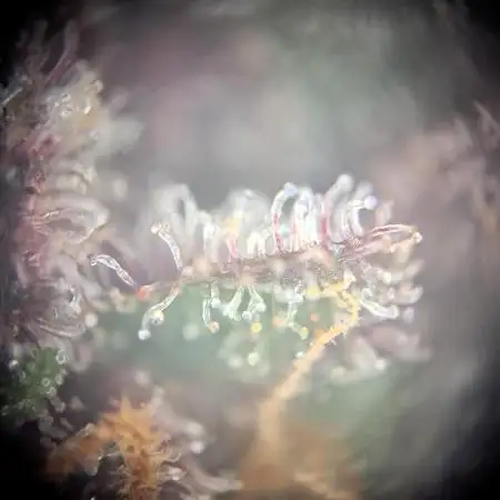 Red Hot Cookies by sweet seeds