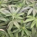 Red Hot Cookies by sweet seeds