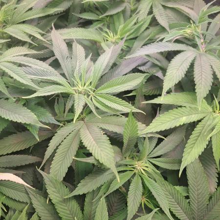 Red Hot Cookies by sweet seeds