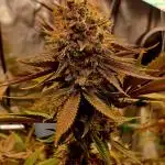 Mimosa Orange Punch clone