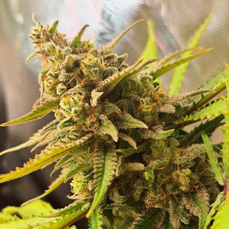 Sleepy Joe - Anesia Seeds