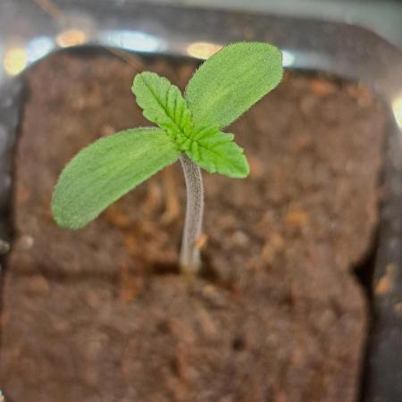 Let’s Get Juicy 🍊