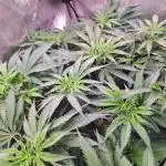 Sleepy Joe - Anesia Seeds