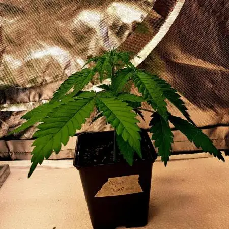 Papaya Zoap by Sweet Seeds