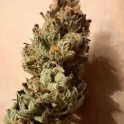 Papaya Zoap by Sweet Seeds